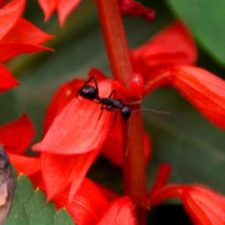 Ant, Lalbagh Flower Show 2012, Bangalore