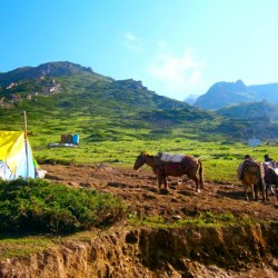 Ponies, Amarnath Yatra