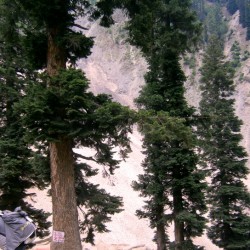 Tree cover, Amarnath Yatra