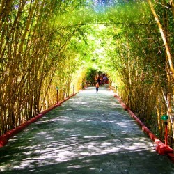 Bamboo canopy, Talakadu