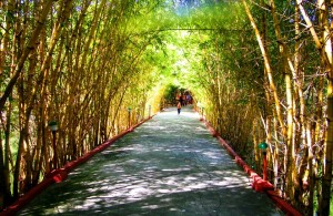 Bamboo canopy, Talakadu