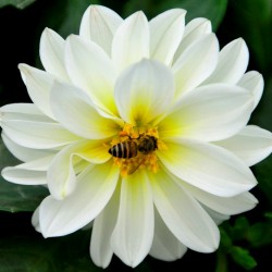 Bee in White, Lalbagh Flower Show, Bangalore