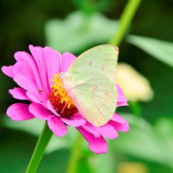 Butter Fly- Lalbah Flower Show, Bangalore