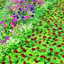 Canopy, Lalbagh Flower Show 2012, Bangalore