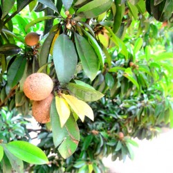 Coffee Plantation Kalasa near Chikmagalur
