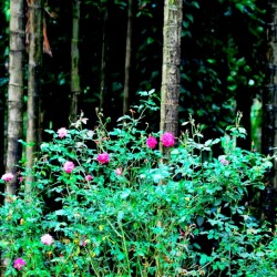 Coffee Plantation Kalasa, near Chikmagalur