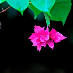 Coffee Plantation Kalasa, near, Chikmagalur