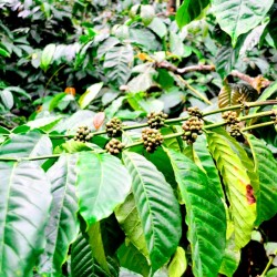Coffee Seeds, Kalasa near Chikmagalur