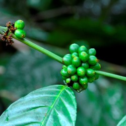 Coffee Seeds, Kalasa, near Chikmagalur