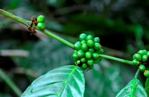 Coffee Seeds, Kalasa, near Chikmagalur