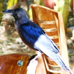 Crow, Talakadu
