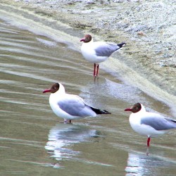 Migratory Birds of Pangong Lake