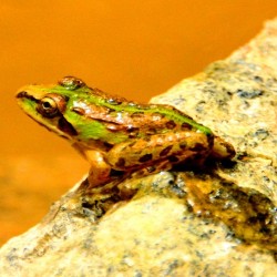 Frog, Monsoon in India