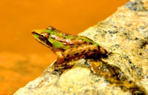 Frog, Monsoon in India