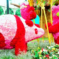 Kuola & Panda, Lalbagh Flowershow 2012