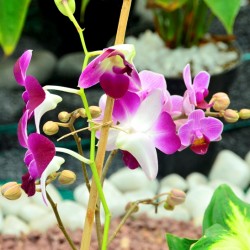 Lalbagh Flower Show 2012, Bangalore