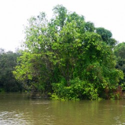 Mangroves, Talakadu