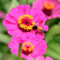 Pink Rose, Lalbagh Flower Show, Bangalore