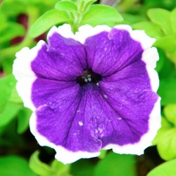 Scarlet- Lalbagh Flower Show 2012, Bangalore