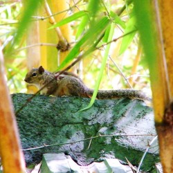 Squirrel, Talakadu