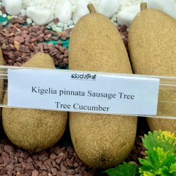 Tree Cucumber, Lalbagh Flower Show 2012, Bangalore