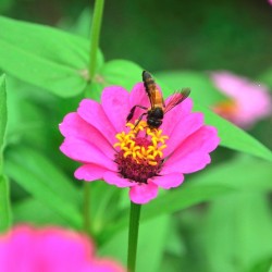 Violet Flower, Lalbagh Flower Show, Bangalore