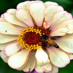 White Flower, Lalbagh Flower Show, Bangalore