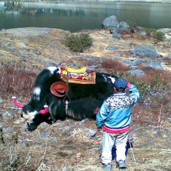 Yaks in Changu Lake