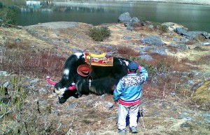 Yaks in Changu Lake
