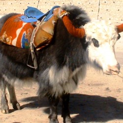 Yaks near Nathula Pass, Sikkim