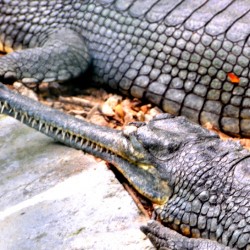 Alligator, Bannerghatta National Park, around Bangalore