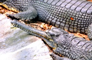 Alligator, Bannerghatta National Park, around Bangalore