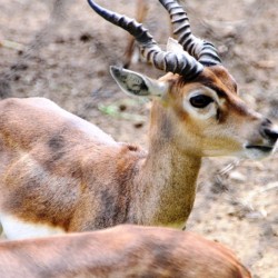 Antelope, Bannerghatta National Park, around Bangalore