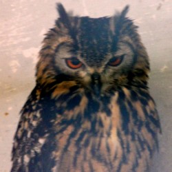 Barn Owl, Bannerghatta National Park, around Bangalore