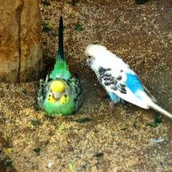 Bird Couple, Bannerghatta National Park, around Bangalore