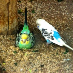 Bird Couple, Bannerghatta National Park, around Bangalore