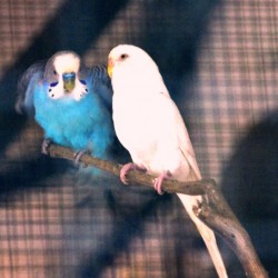 Bird Romance, Bannerghatta National Park, around Bangalore