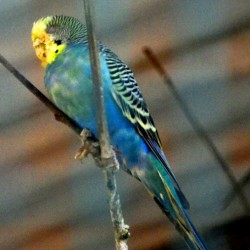 Blue Bird, Bannerghatta National Park, around Bangalore