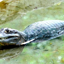 Crocodile, Bannerghatta National Park, around Bangalore