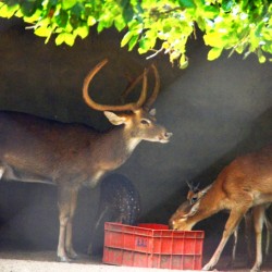 Deer, Bannerghatta National Park, around Bangalore
