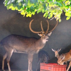 Deer family, Bannerghatta National Park, around Bangalore