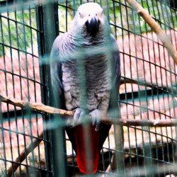 Eagle, Bannerghatta National Park, around Bangalore