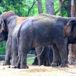 Elephants, Bannerghatta National Park, around Bangalore