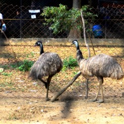 Emu, Bannerghatta National Park, around Bangalore