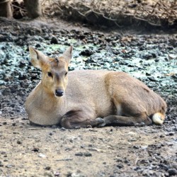 Fawn, Bannerghatta National Park, around Bangalore
