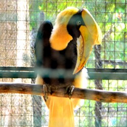 Horn Bill, Bannerghatta National Park, around Bangalore