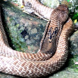 King Cobra, Bannerghatta National Park, around Bangalore