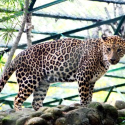 Leopard, Bannerghatta National Park, around Bangalore
