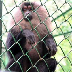 Lion tailed Macaque, Banerghatta National Park, around Bangalore