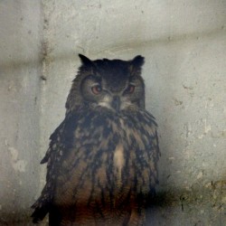 Owl, Bannerghatta National Park, around Bangalore